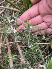 Laxmannia orientalis