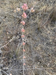 Eriogonum elongatum