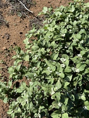 Ambrosia chenopodiifolia