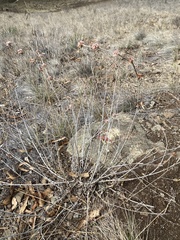 Eriogonum elongatum