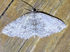 Melanolophia signataria