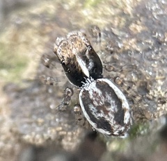 Maratus