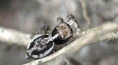Maratus