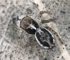Maratus