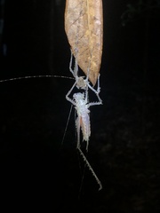 Phricta spinosa