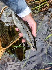 Salmo salar