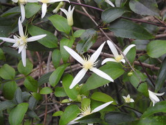Clematis