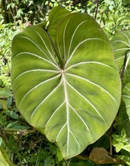 Philodendron gloriosum