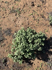 Ambrosia chenopodiifolia