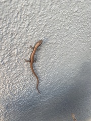 Elgaria multicarinata