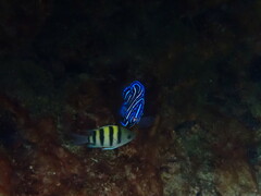 Abudefduf vaigiensis