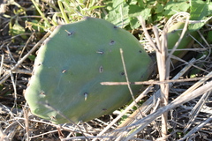 Opuntia megapotamica