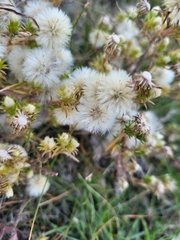 Symphyotrichum ciliatum