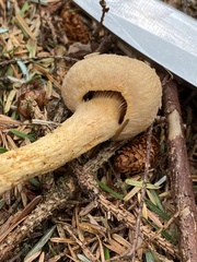 Chroogomphus tomentosus