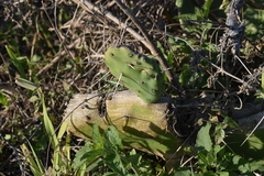 Opuntia megapotamica