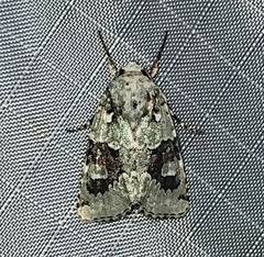 Lacinipolia laudabilis