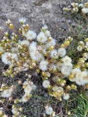 Symphyotrichum ciliatum