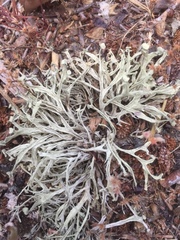 Ramalina calicaris