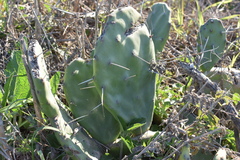 Opuntia megapotamica