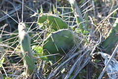 Opuntia megapotamica