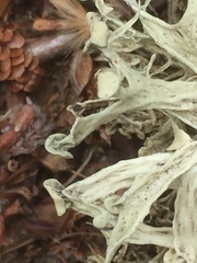 Ramalina calicaris