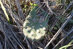 Opuntia megapotamica