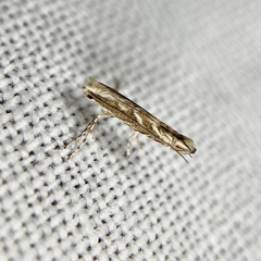 Epicephala trigonophora