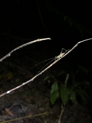 Phricta spinosa