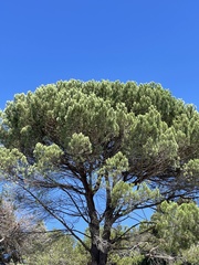 Pinus pinea