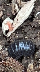 Sclerolaena muricata