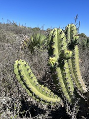Myrtillocactus cochal