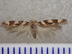 Mimodoxa tricommatica