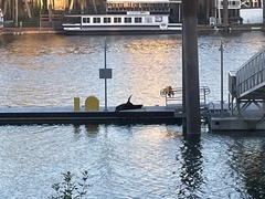 Zalophus californianus