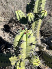 Myrtillocactus cochal