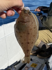 Citharichthys xanthostigma