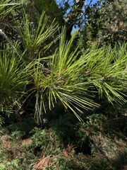 Pinus halepensis