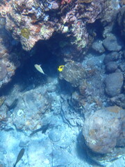 Acanthurus lineatus