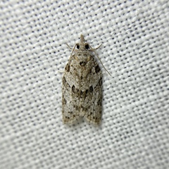 Isotenes miserana