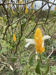 Pachystachys lutea