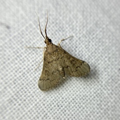 Piletocera macroperalis