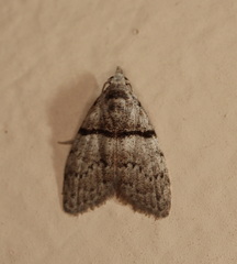 Nola pygmaeodes