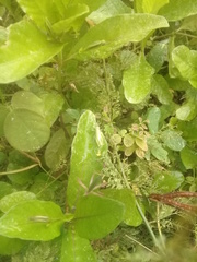 Abracris flavolineata