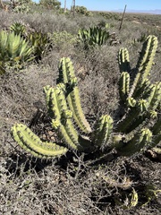 Myrtillocactus cochal