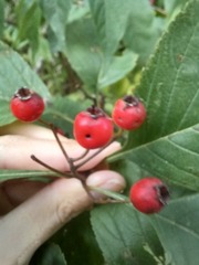 Crataegus calpodendron