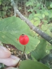 Crataegus calpodendron
