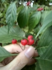 Crataegus calpodendron