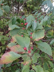 Crataegus calpodendron