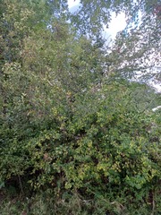 Crataegus calpodendron