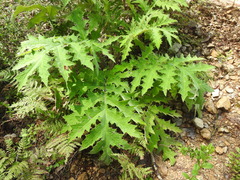 Cirsium subcoriaceum