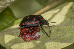 Pachycoris klugii